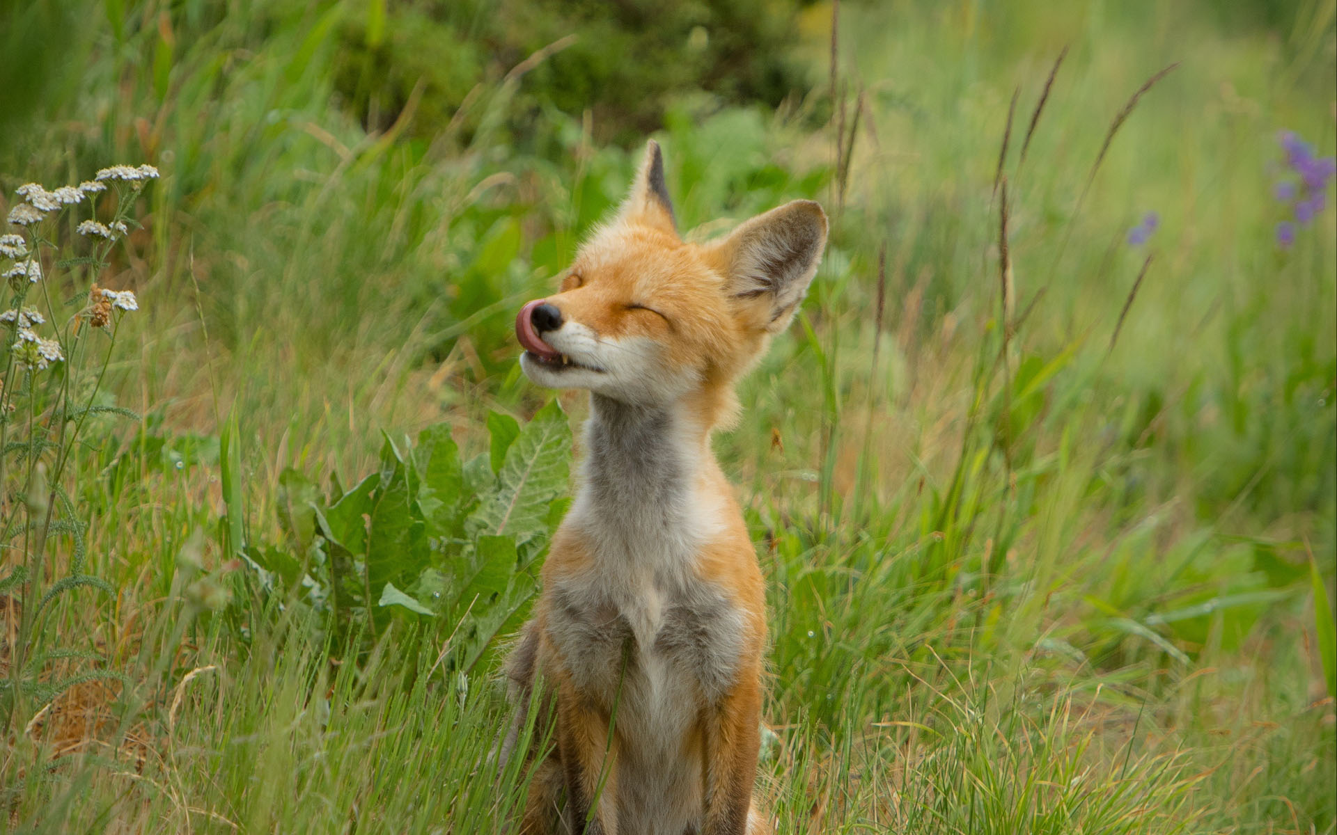 宠物狐狸的品种介绍，哪种更容易饲养呢？