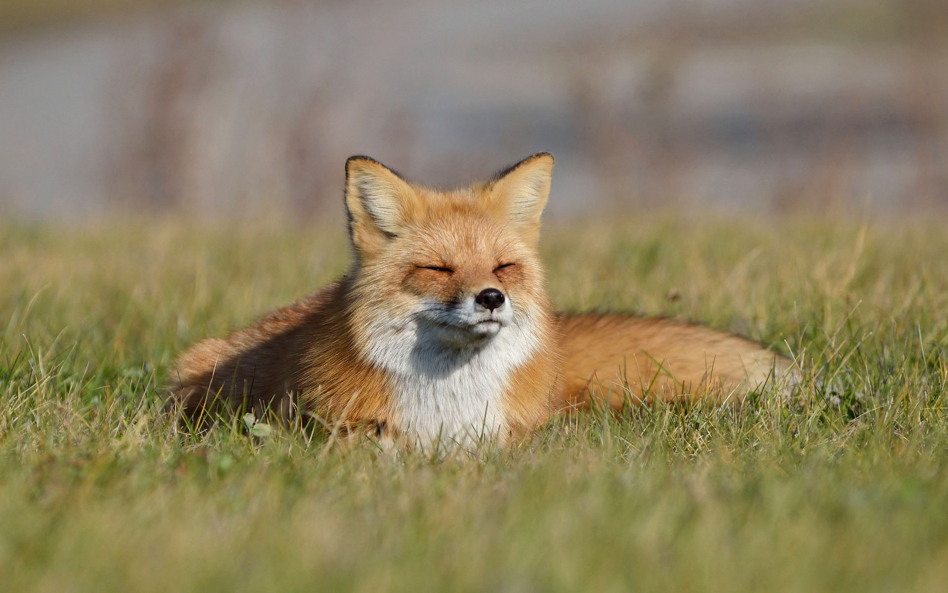 免费照片： 狐狸, 动物, 野生动物, 摄影, 自然
