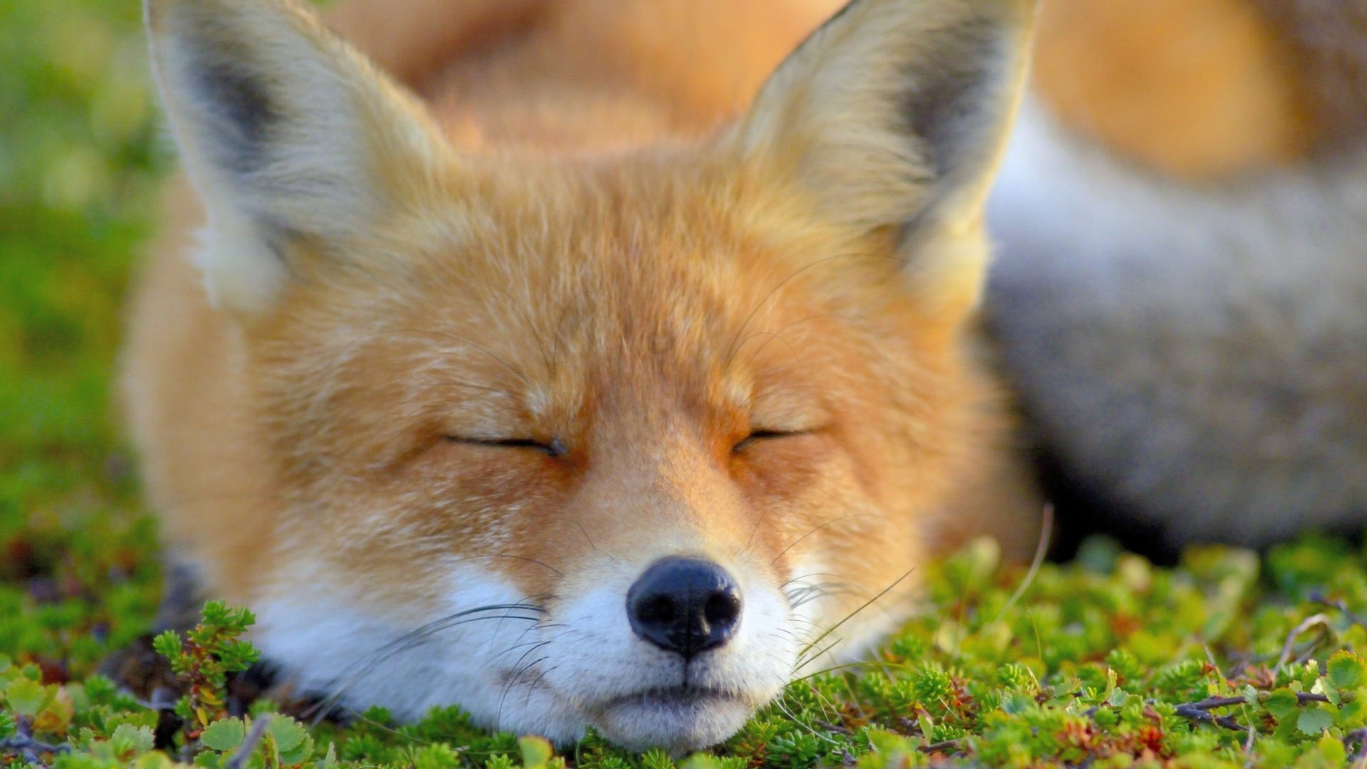 红狐 动物 动物园 - Pixabay上的免费照片 - Pixabay