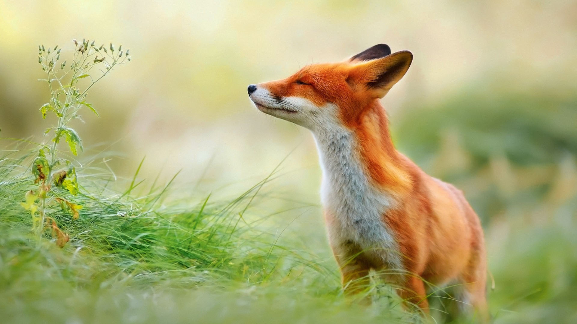 高清晰红狐狸动物壁纸