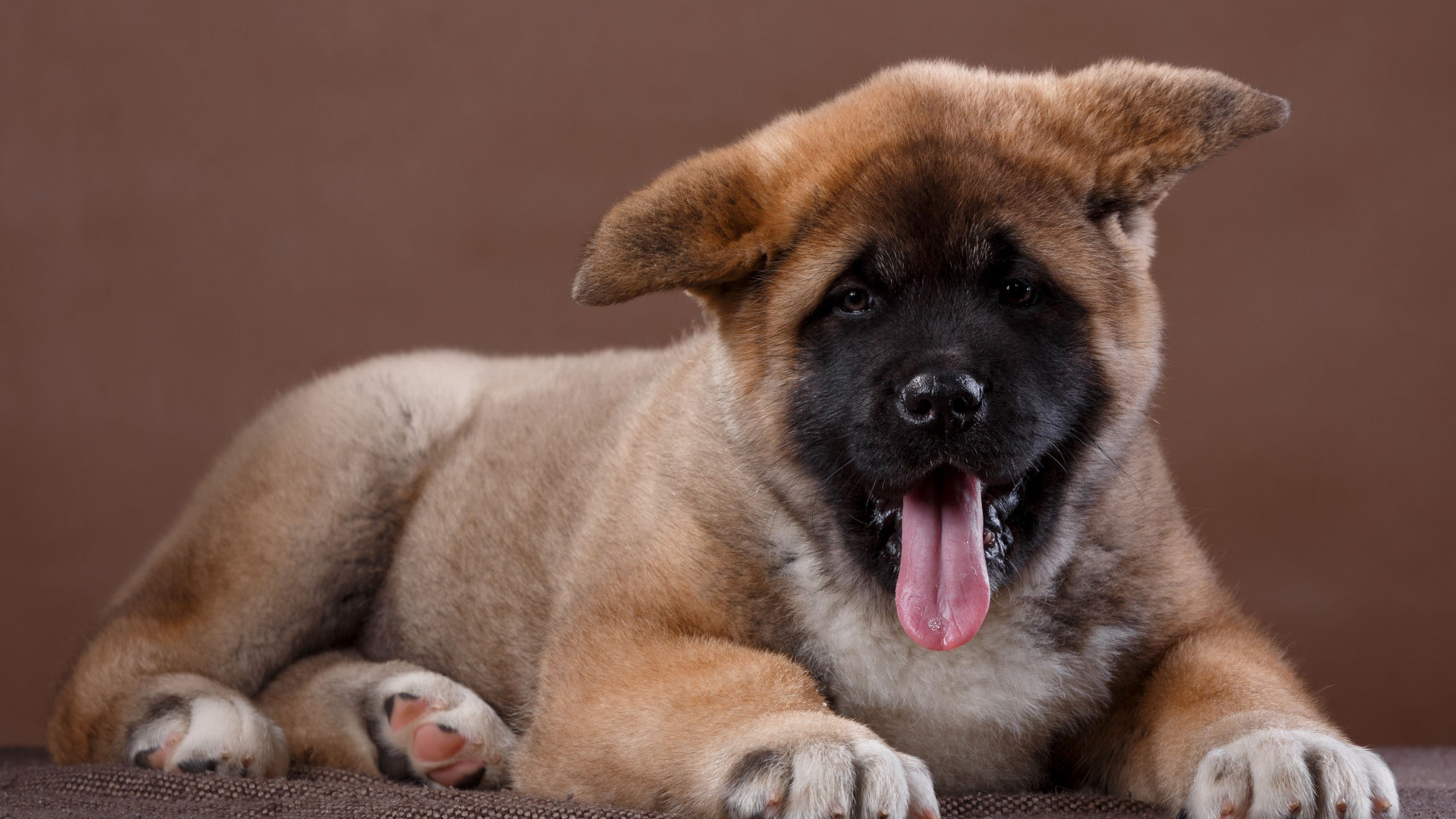 秋田犬