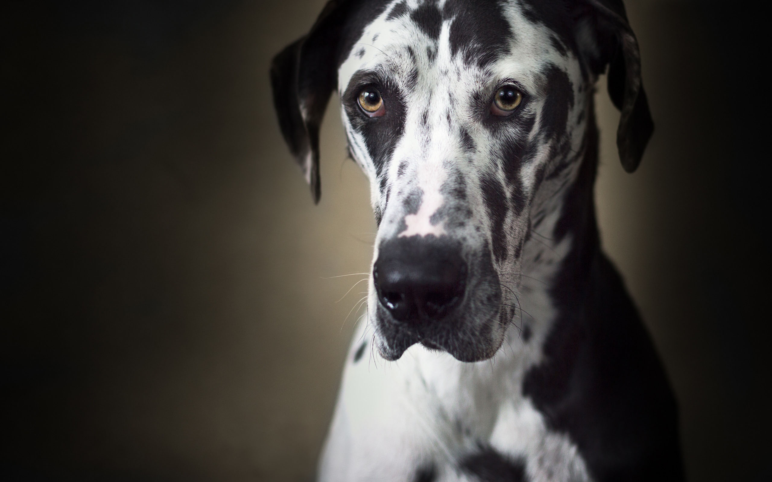 大丹犬