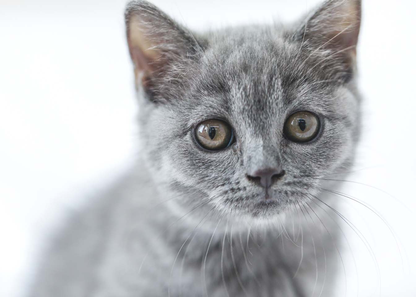 可爱灰色小猫咪