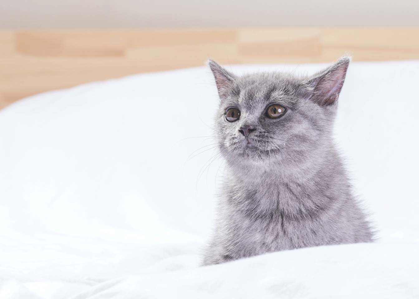 可爱灰色小猫咪