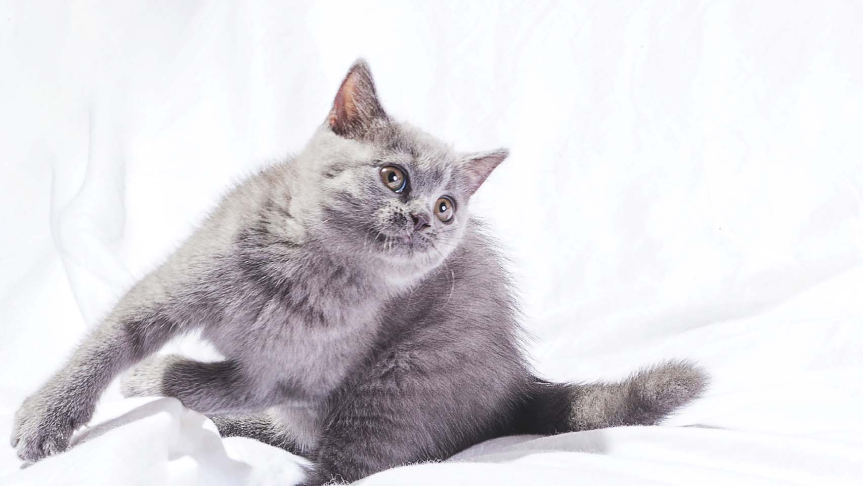 可爱灰色小猫咪