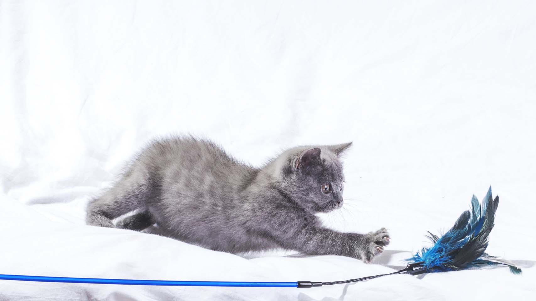 可爱灰色小猫咪