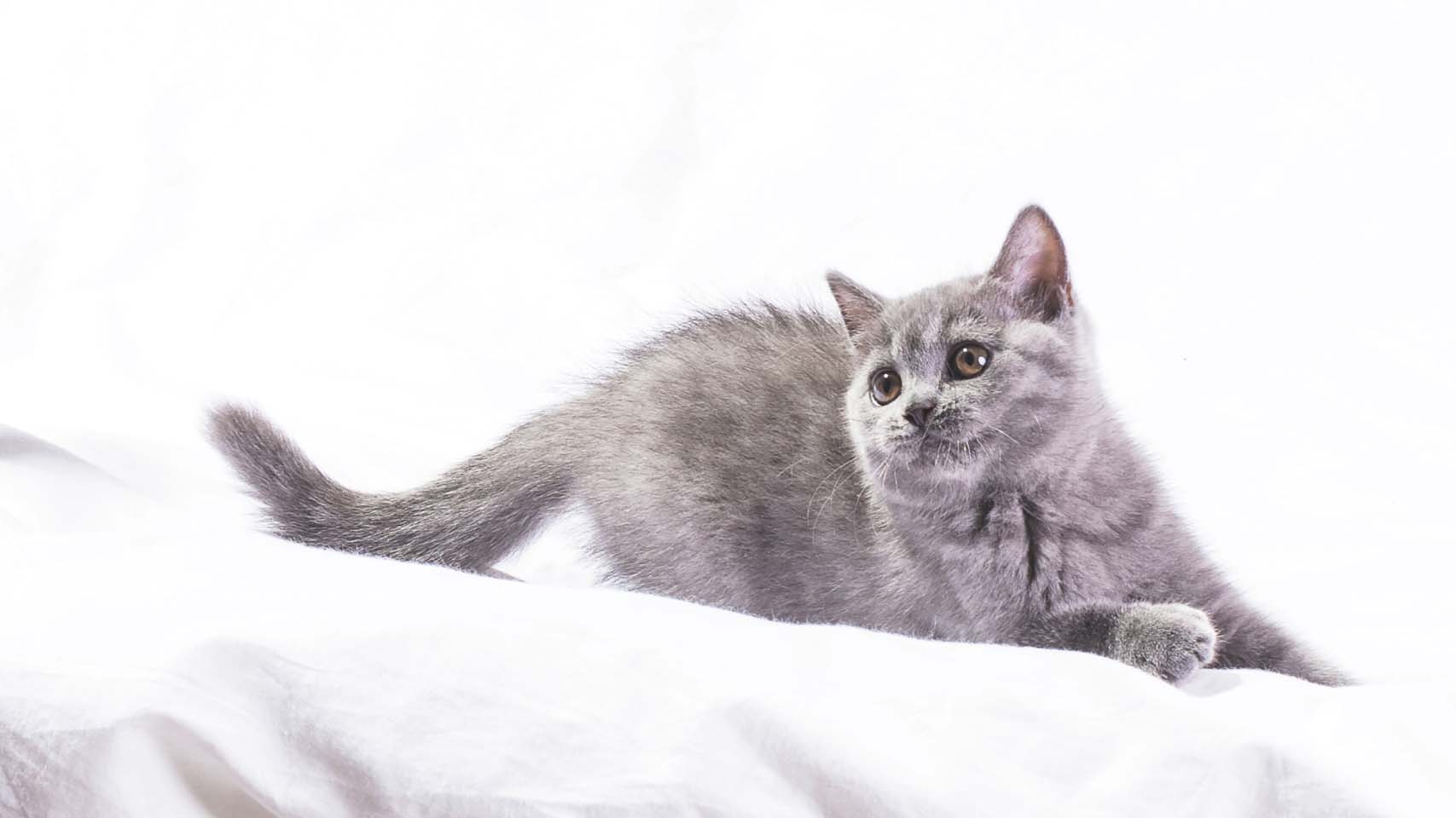 可爱灰色小猫咪