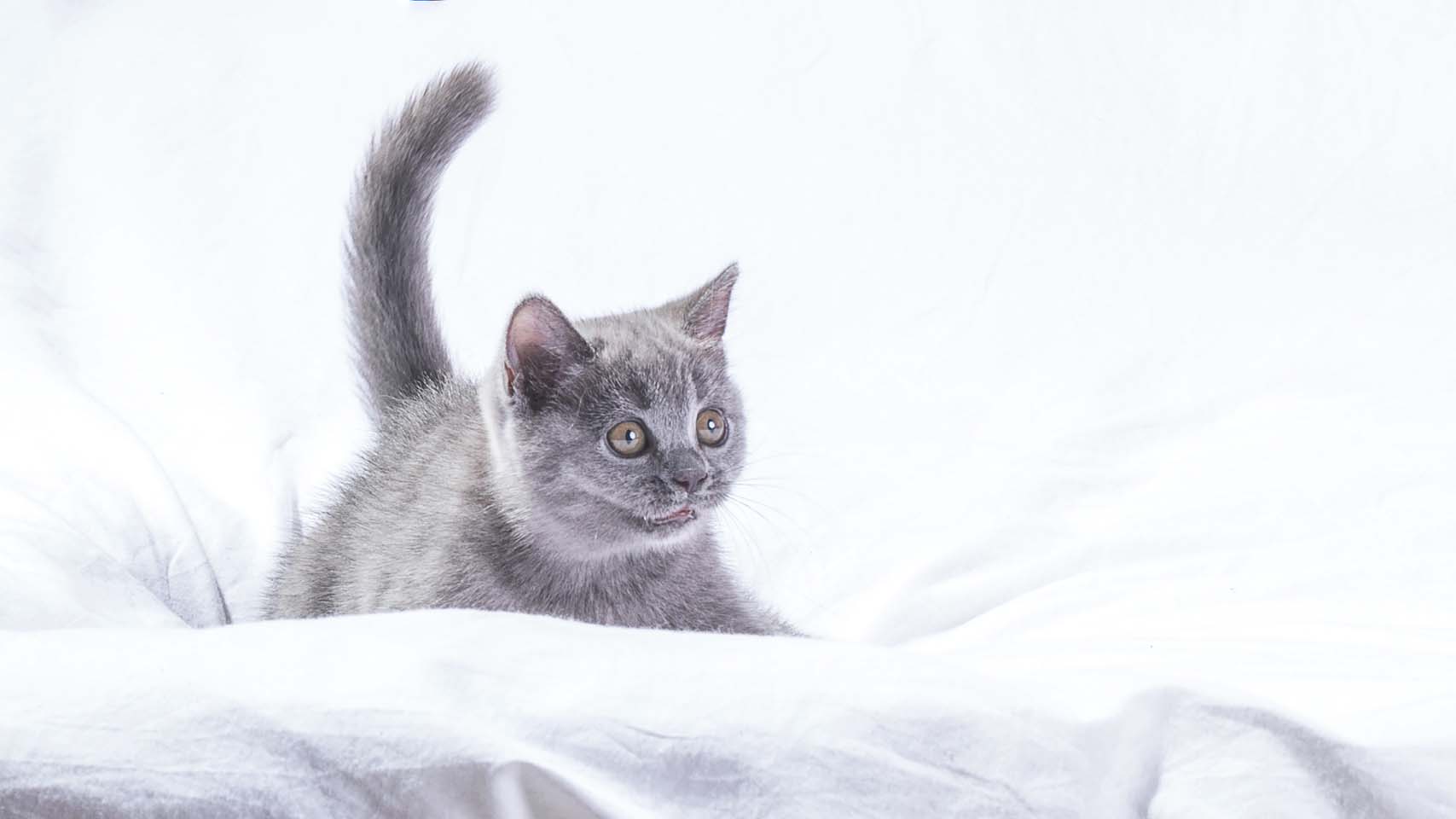 可爱灰色小猫咪