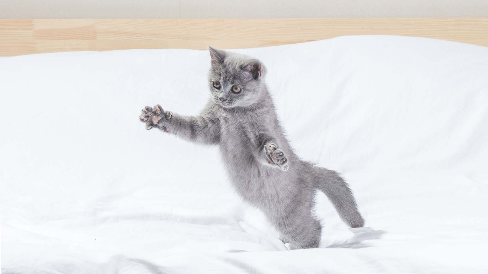 可爱灰色小猫咪