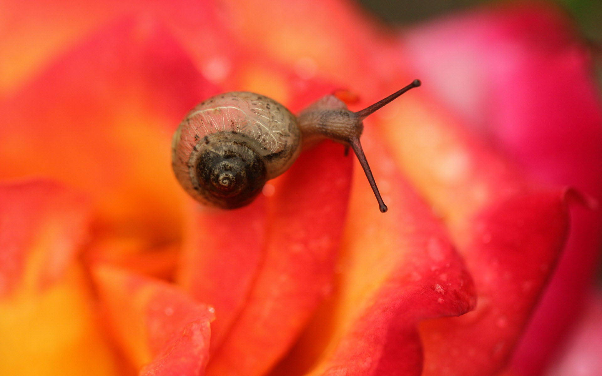 蜗牛