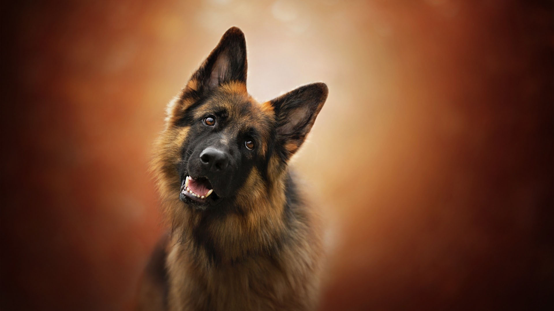 德国牧羊犬