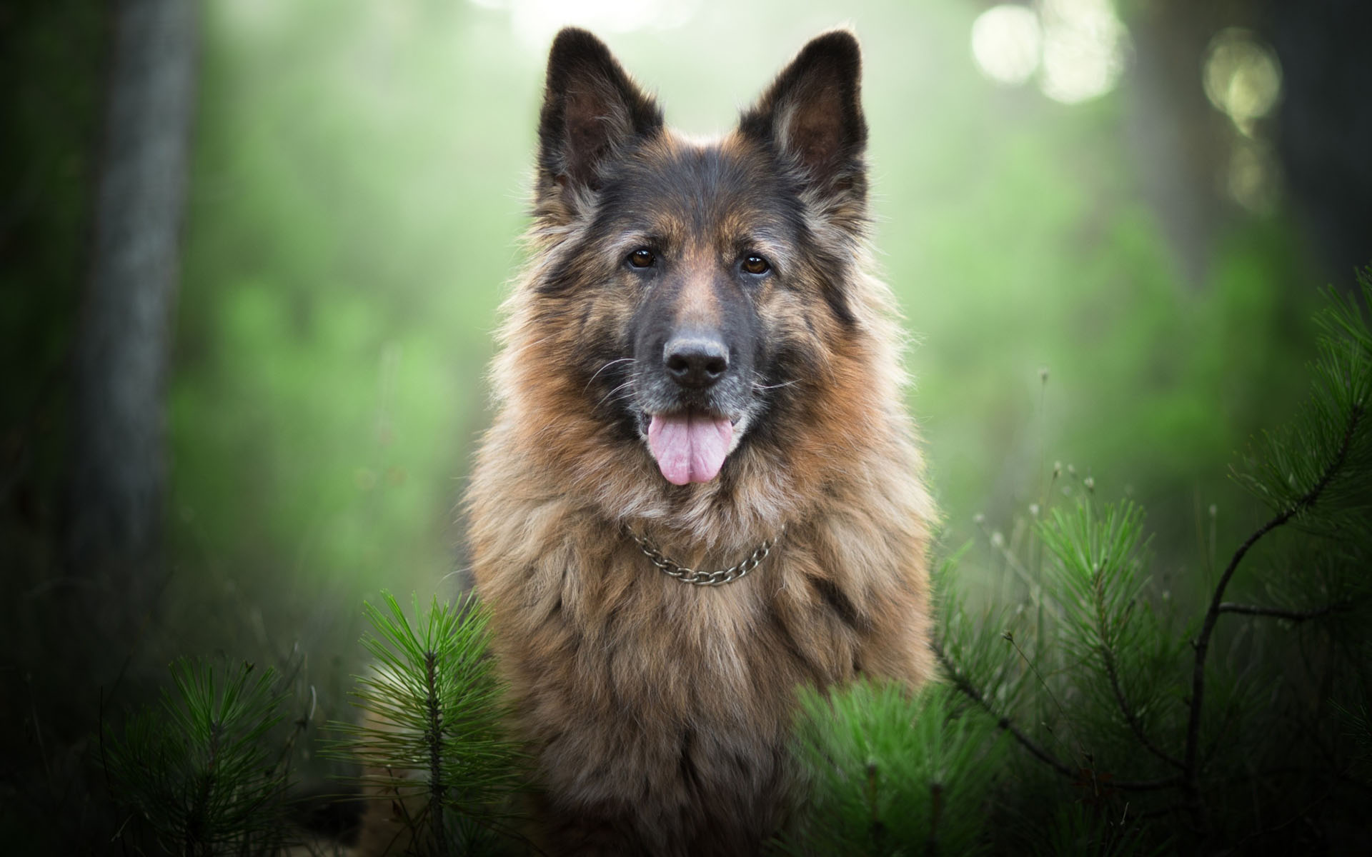 德国牧羊犬