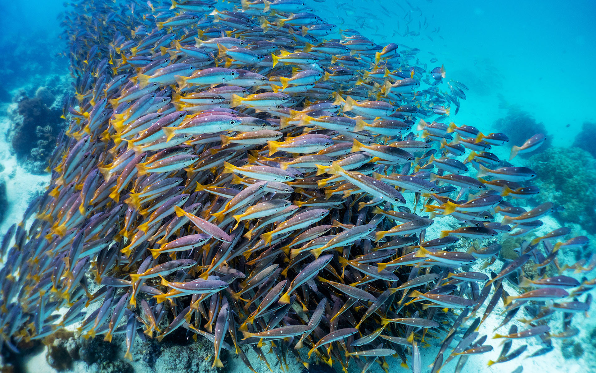 唯美海洋生物
