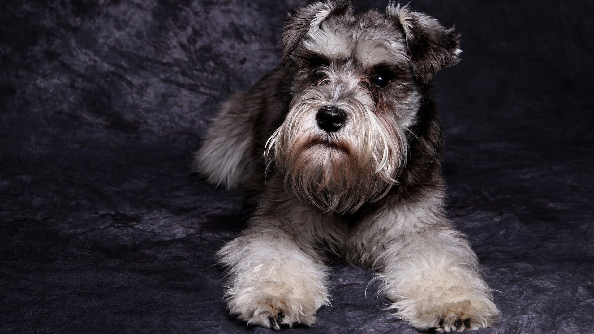 狗 宠物 雪纳瑞 - Pixabay上的免费照片 - Pixabay
