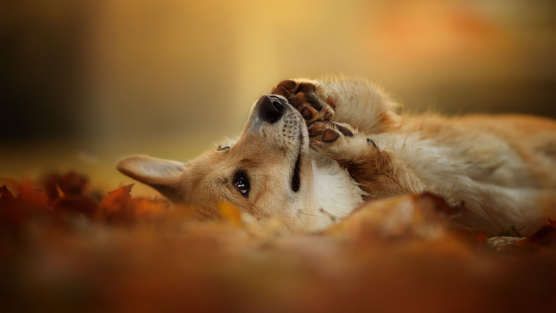 威尔士柯基犬