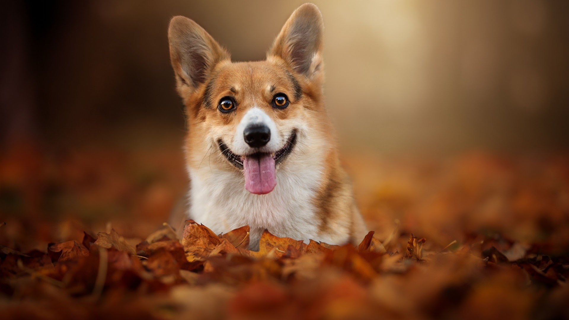 威尔士柯基犬