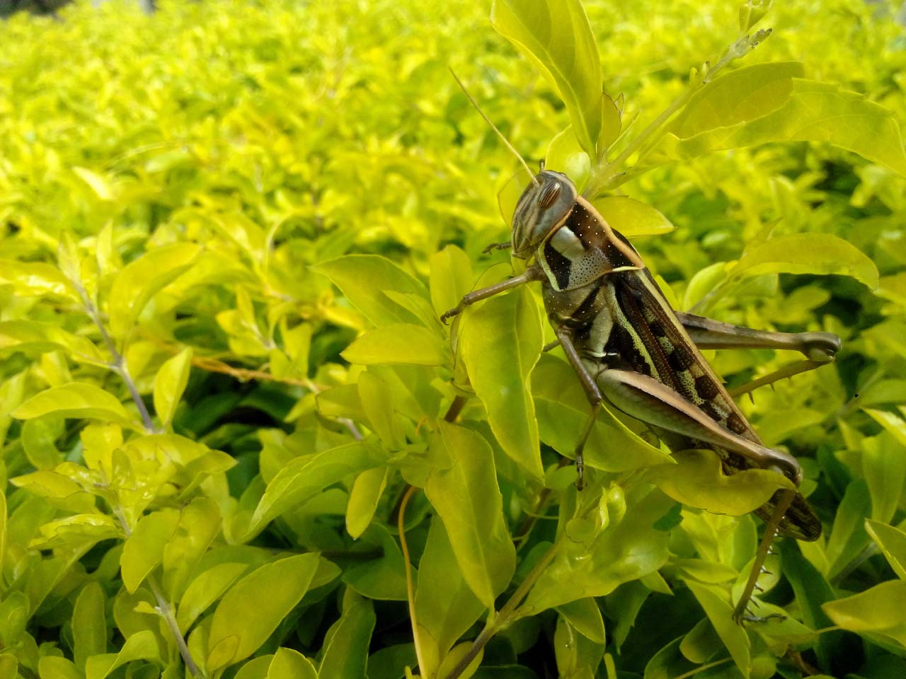 蚱蜢