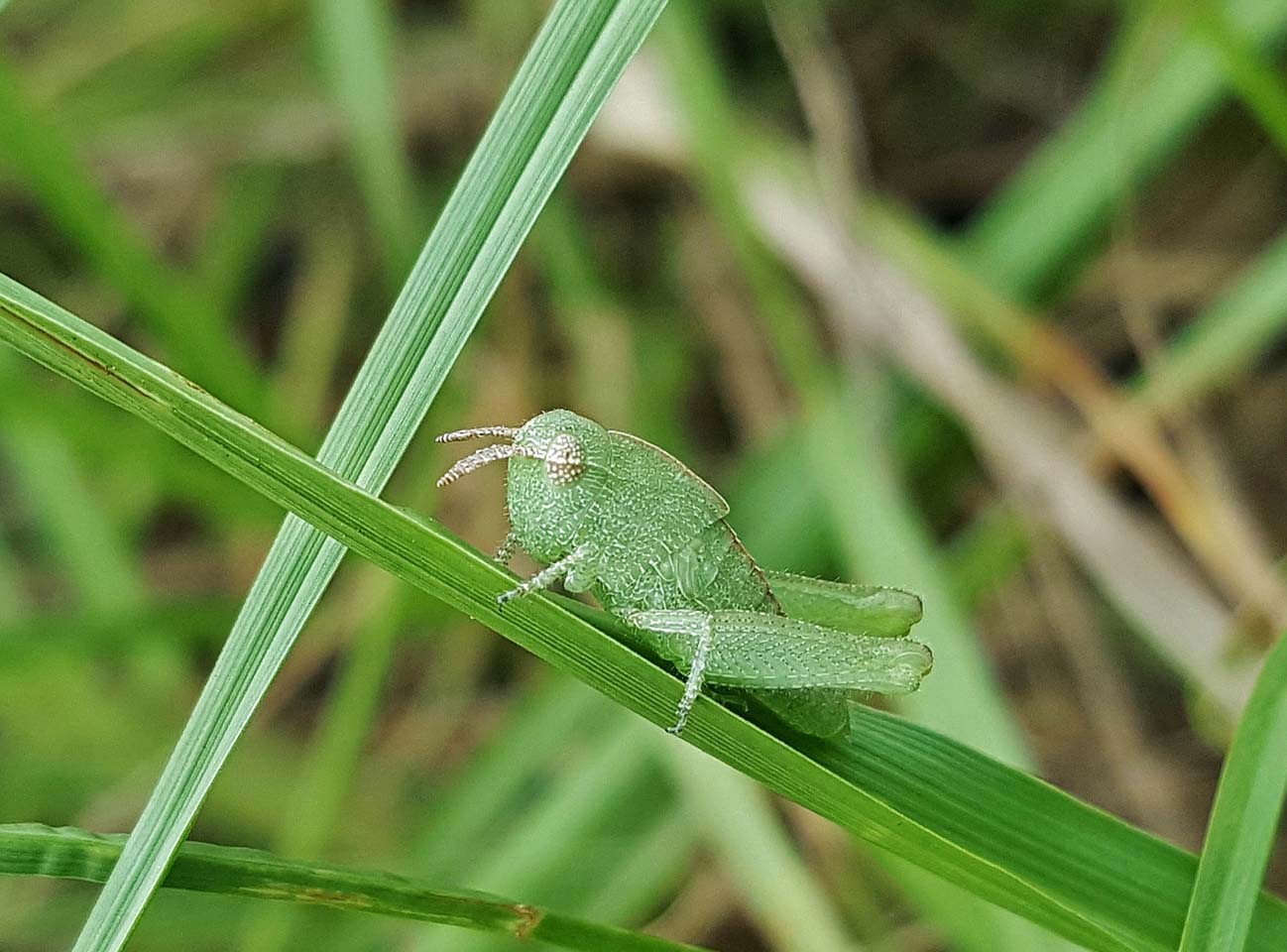 蚱蜢