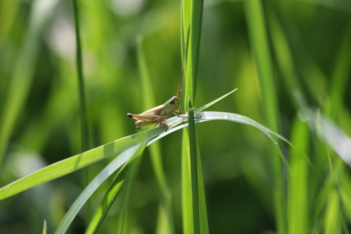 蚱蜢