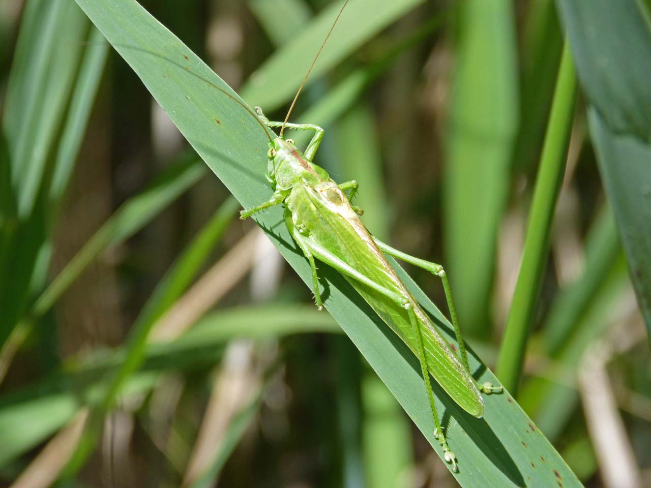蚱蜢