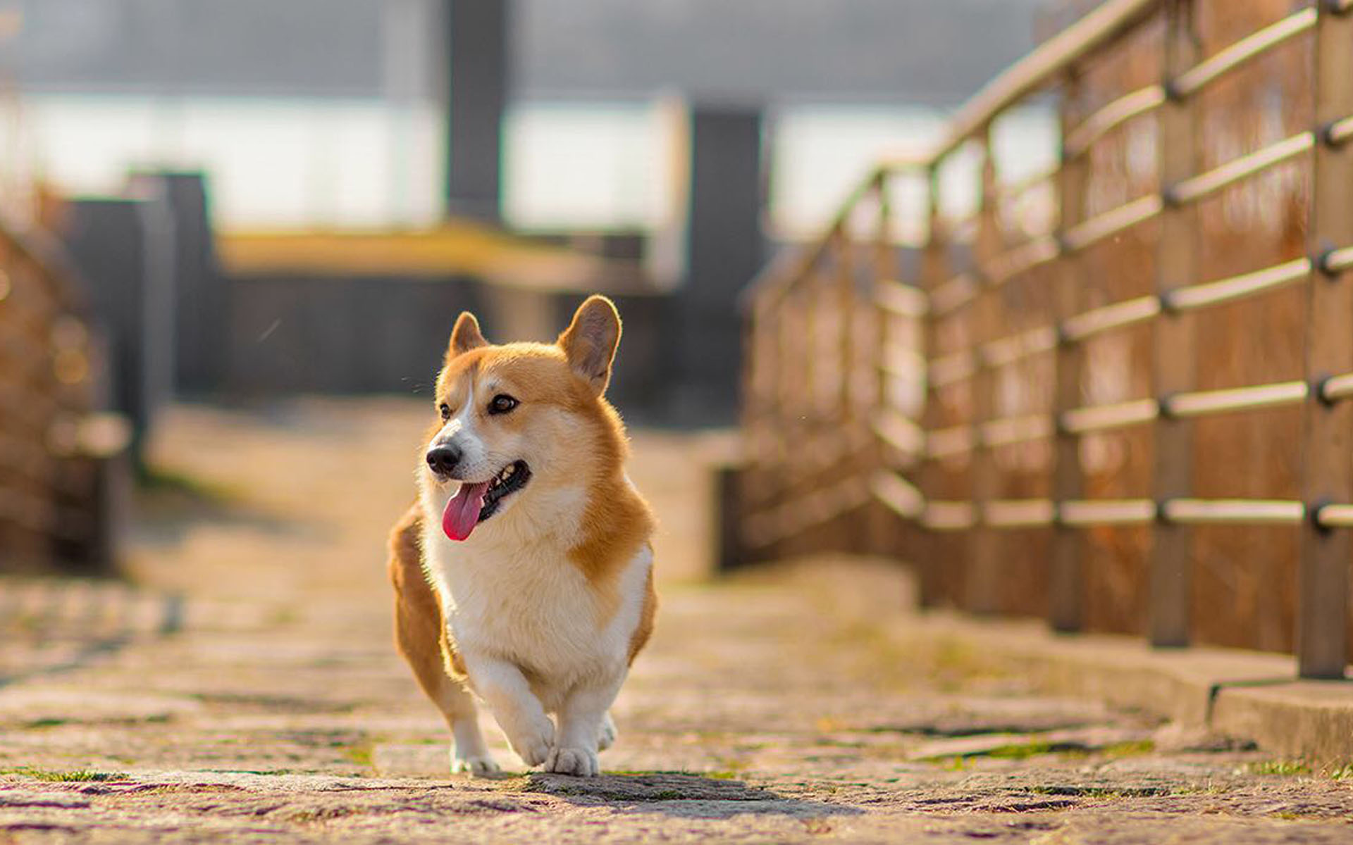 可爱黄色狗狗