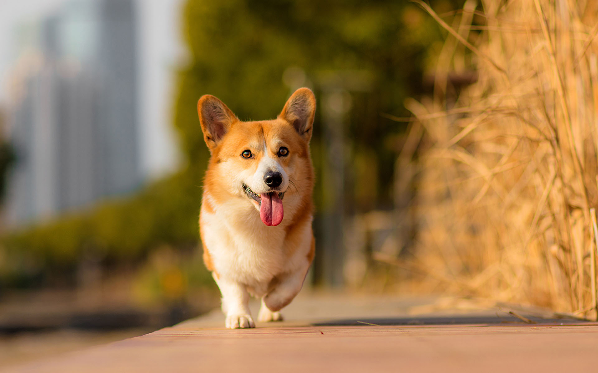 可爱黄色狗狗—动物图片—美图美秀