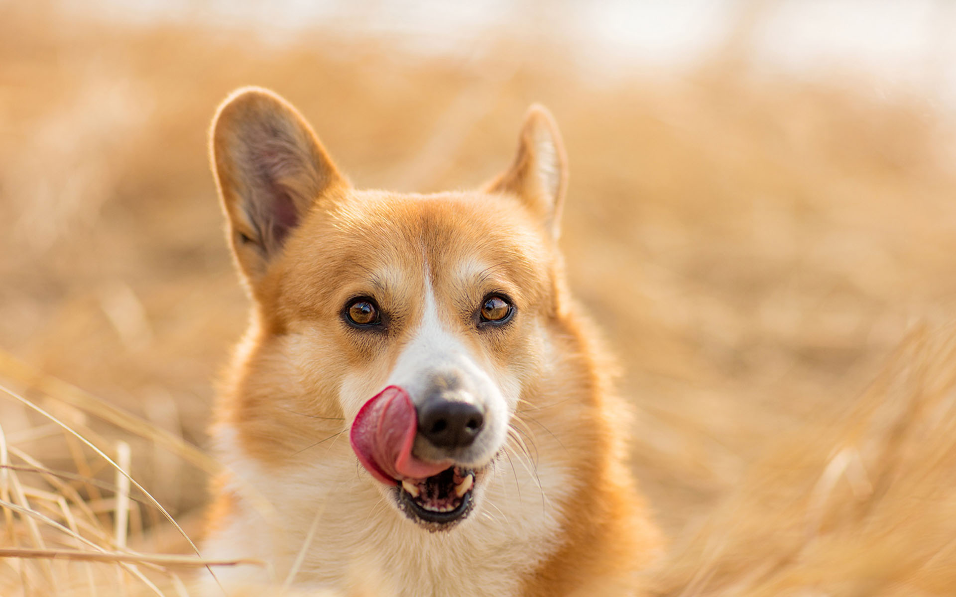 可爱黄色狗狗—动物图片—美图美秀