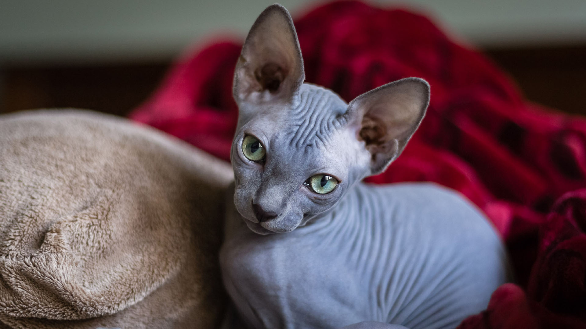 加拿大无毛猫