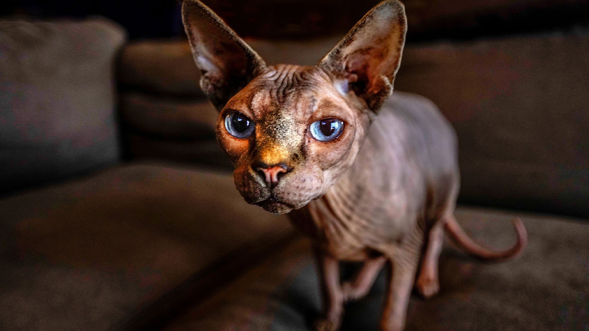 加拿大无毛猫