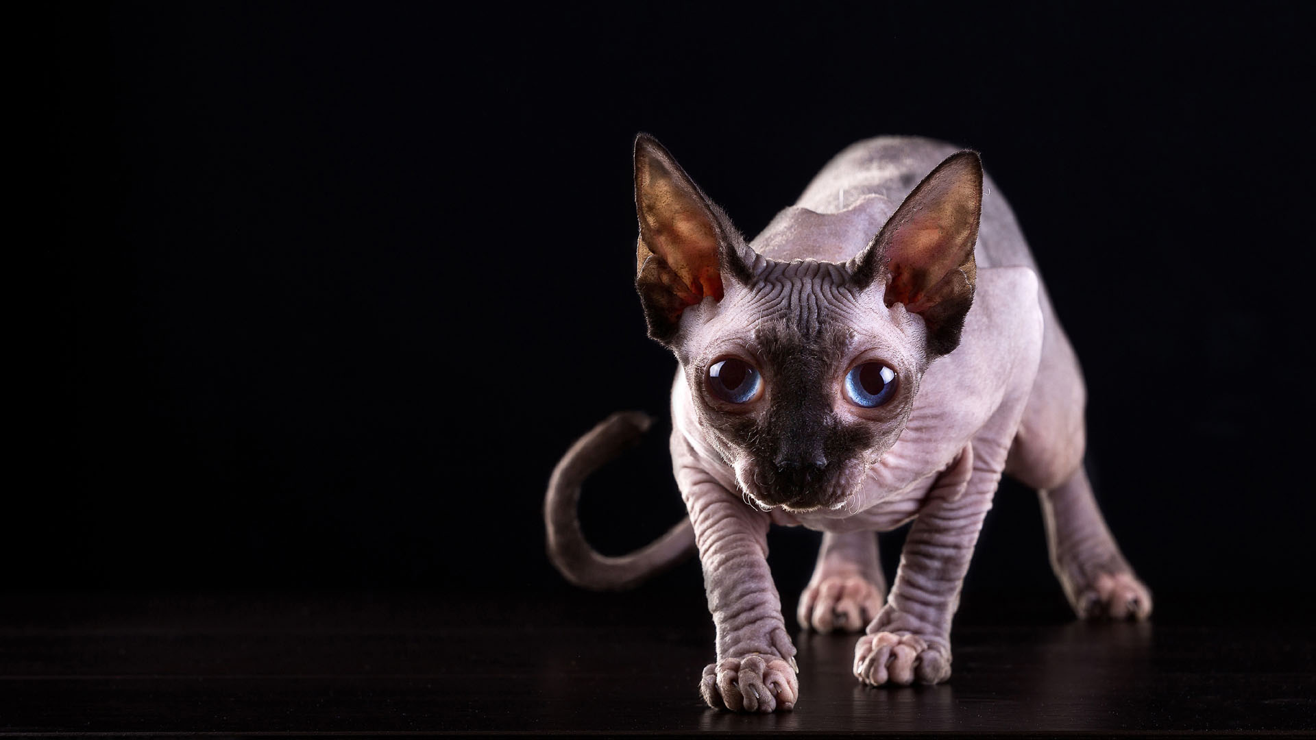 加拿大无毛猫