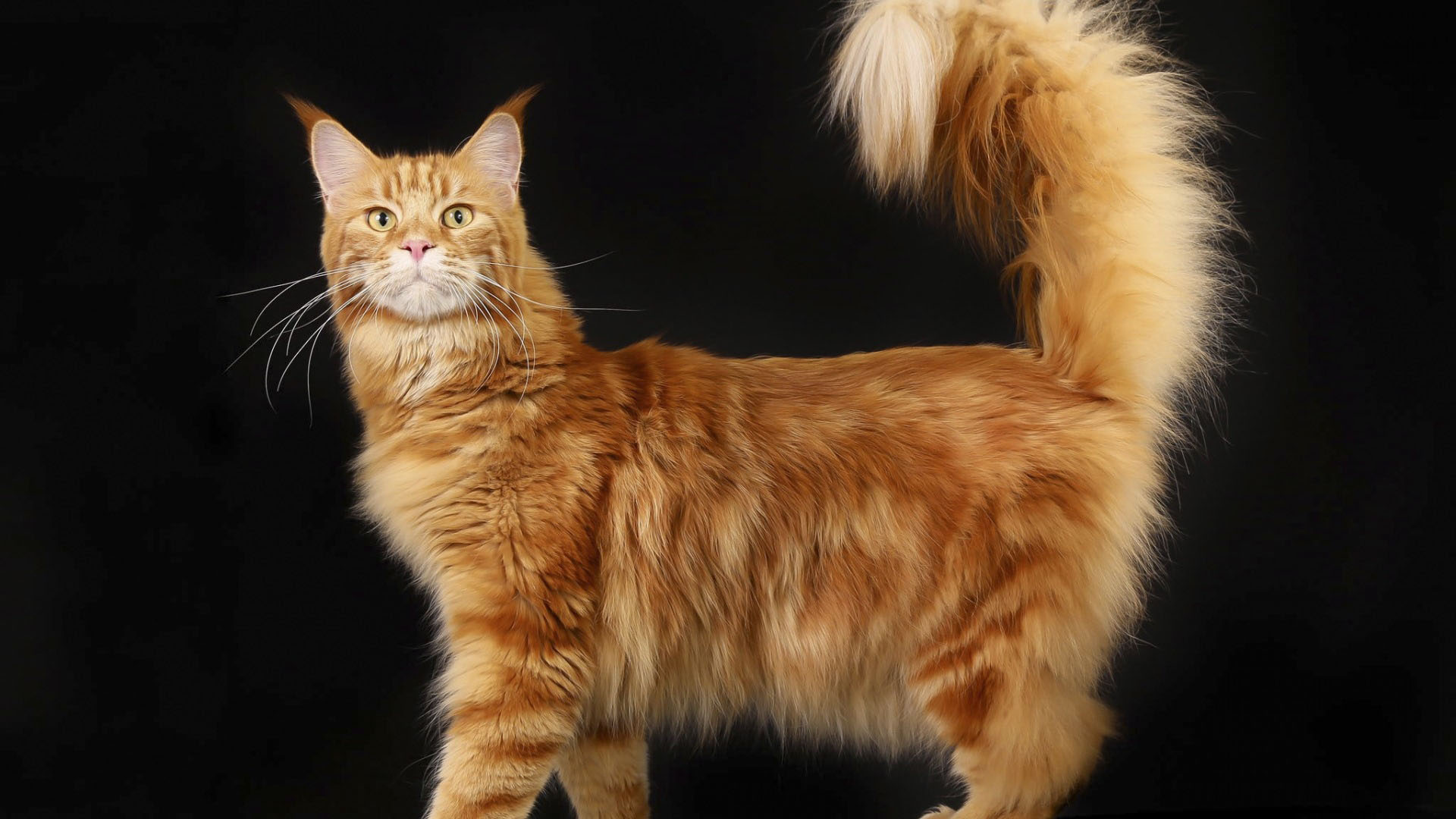 缅因浣熊猫