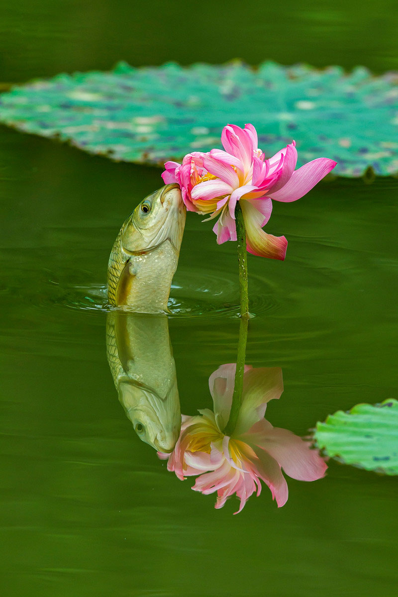 草鱼戏荷
