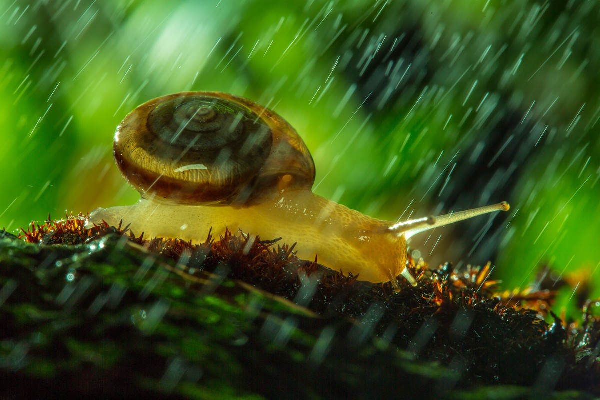 风雨中倔强的小蜗牛