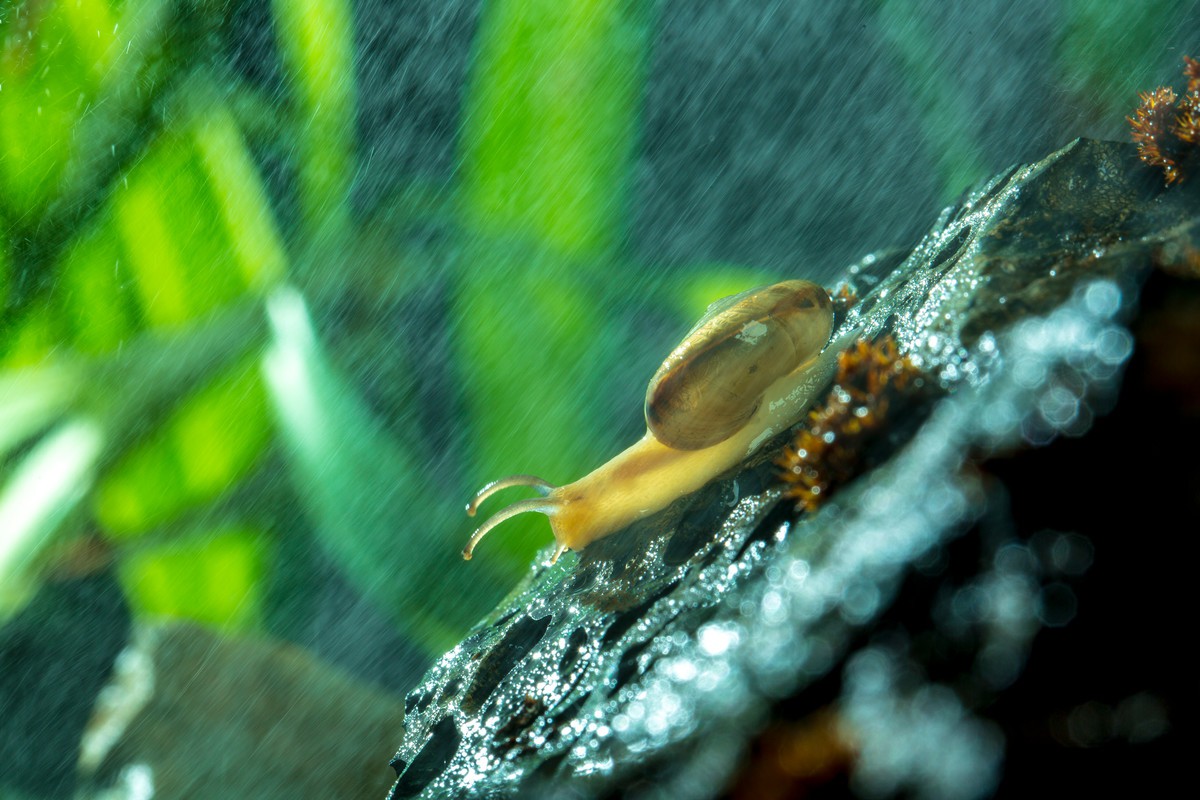 风雨中倔强的小蜗牛