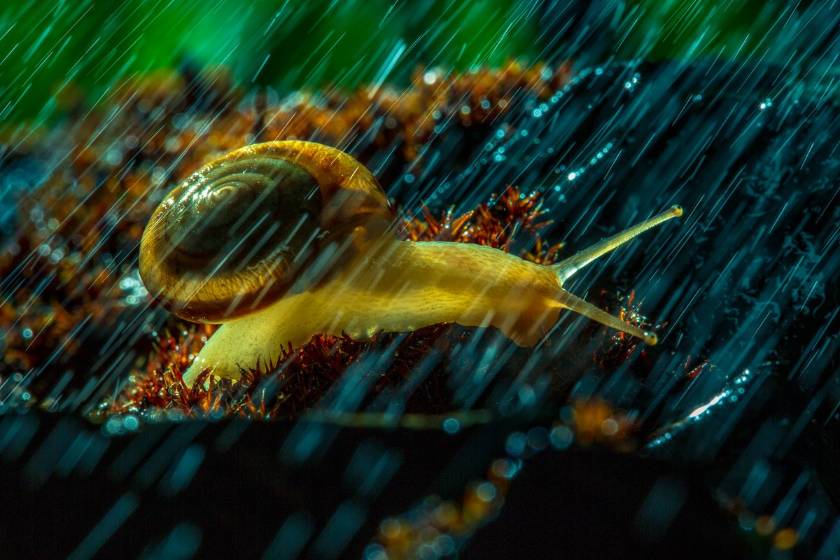 风雨中倔强的小蜗牛