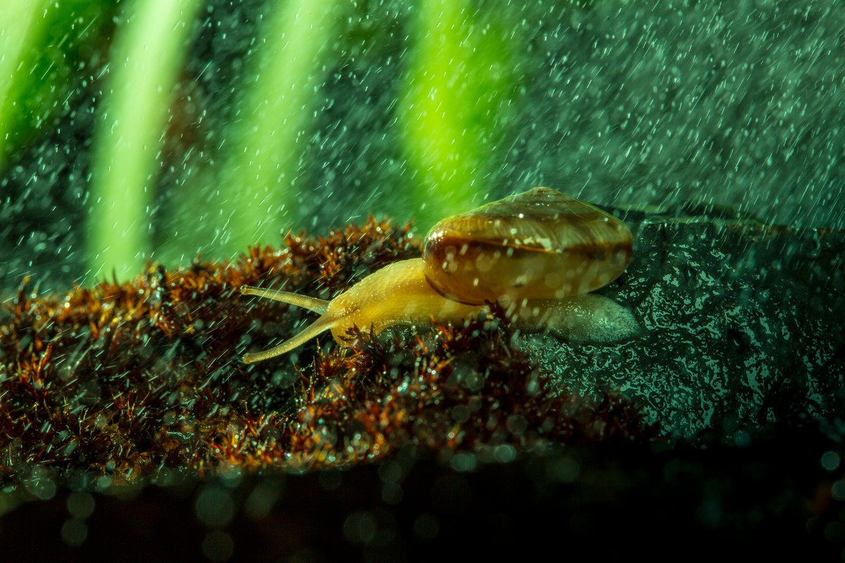 风雨中倔强的小蜗牛