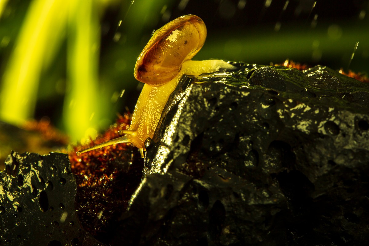 风雨中倔强的小蜗牛