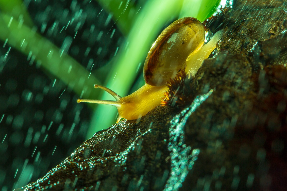 风雨中倔强的小蜗牛