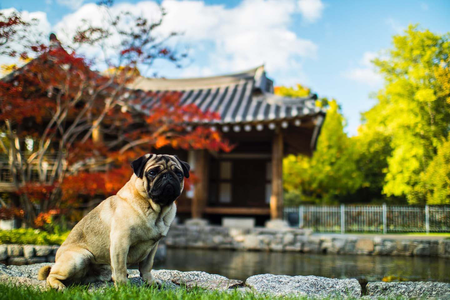 巴哥犬
