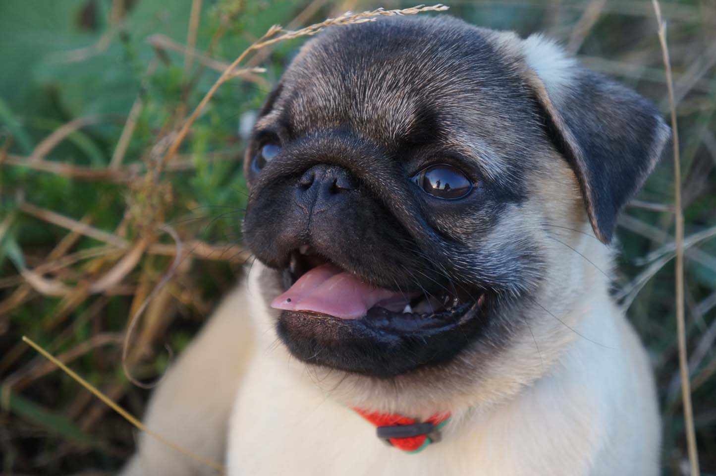 八哥犬 宠物 狗摄影图__家禽家畜_生物世界_摄影图库_昵图网nipic.com