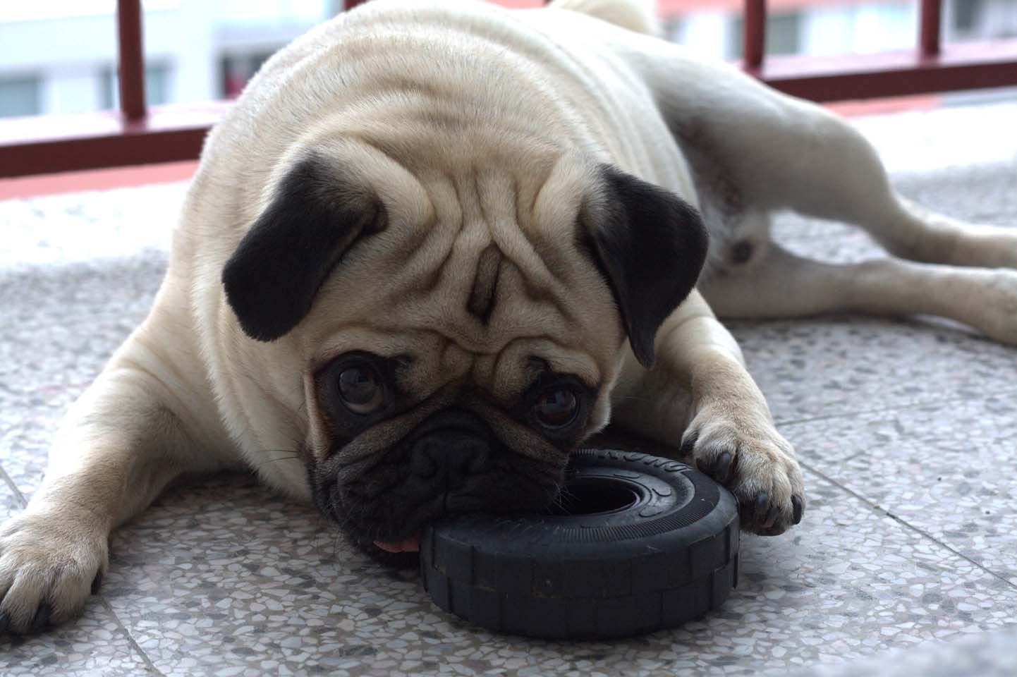 巴哥犬