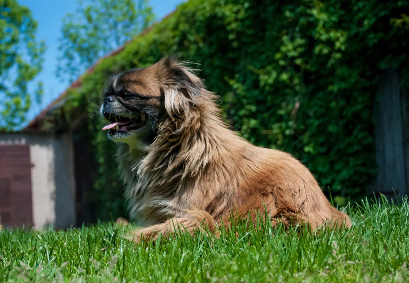 巴哥犬