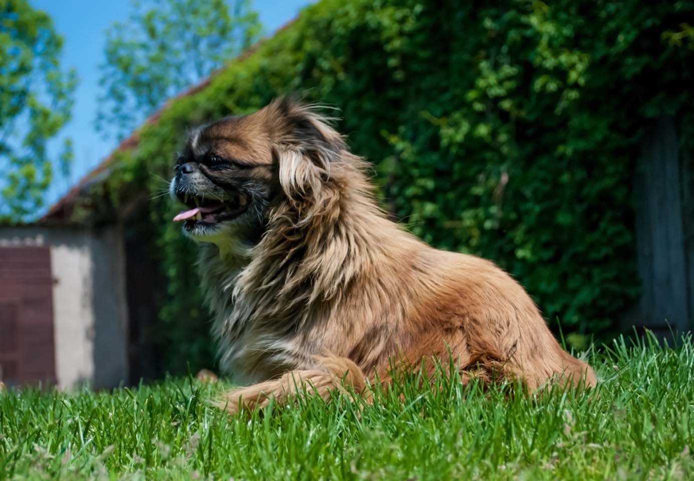 两个月家养小巴哥出窝了_贺州地区巴哥犬 _狗铺子