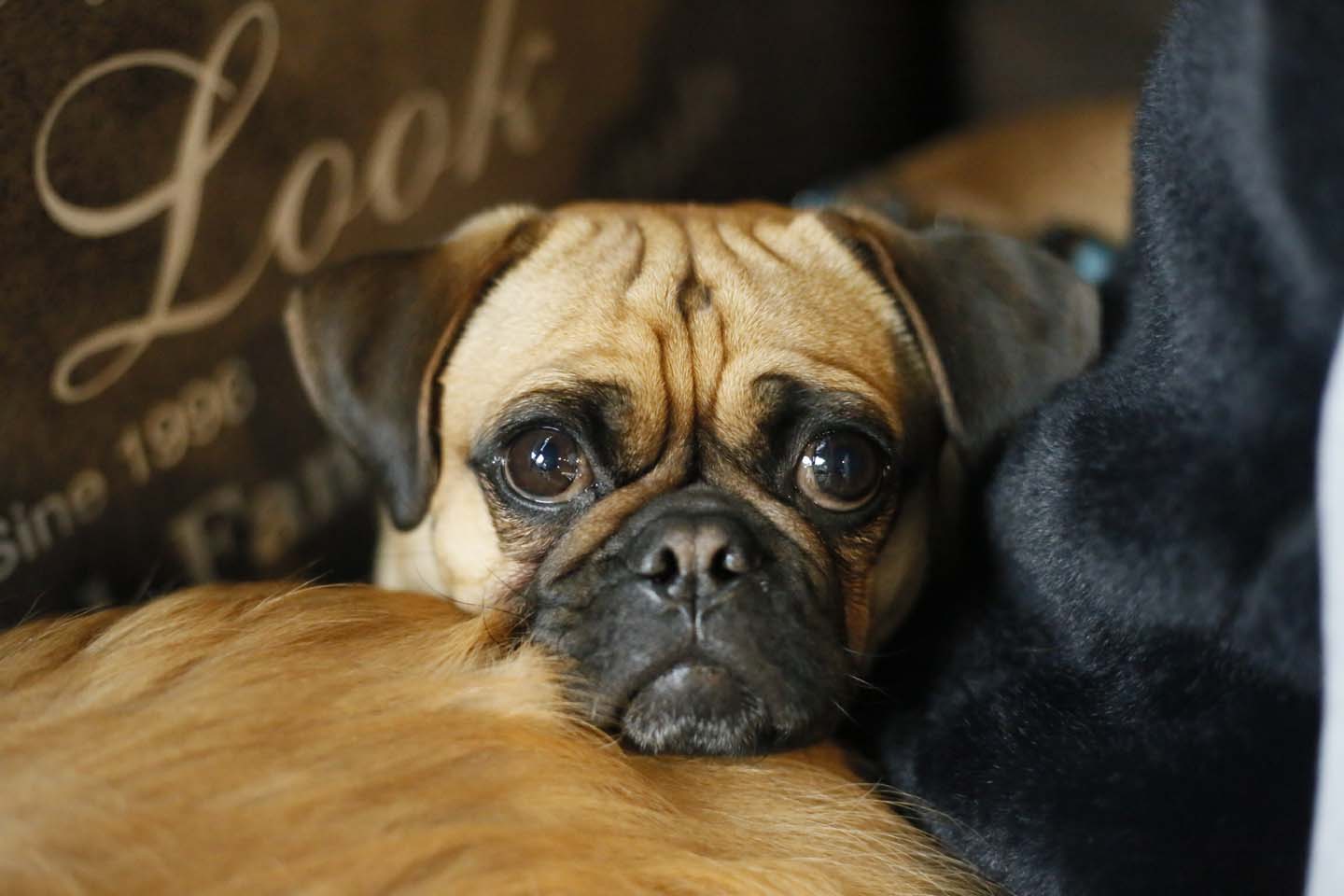 巴哥犬摄影图__家禽家畜_生物世界_摄影图库_昵图网nipic.com