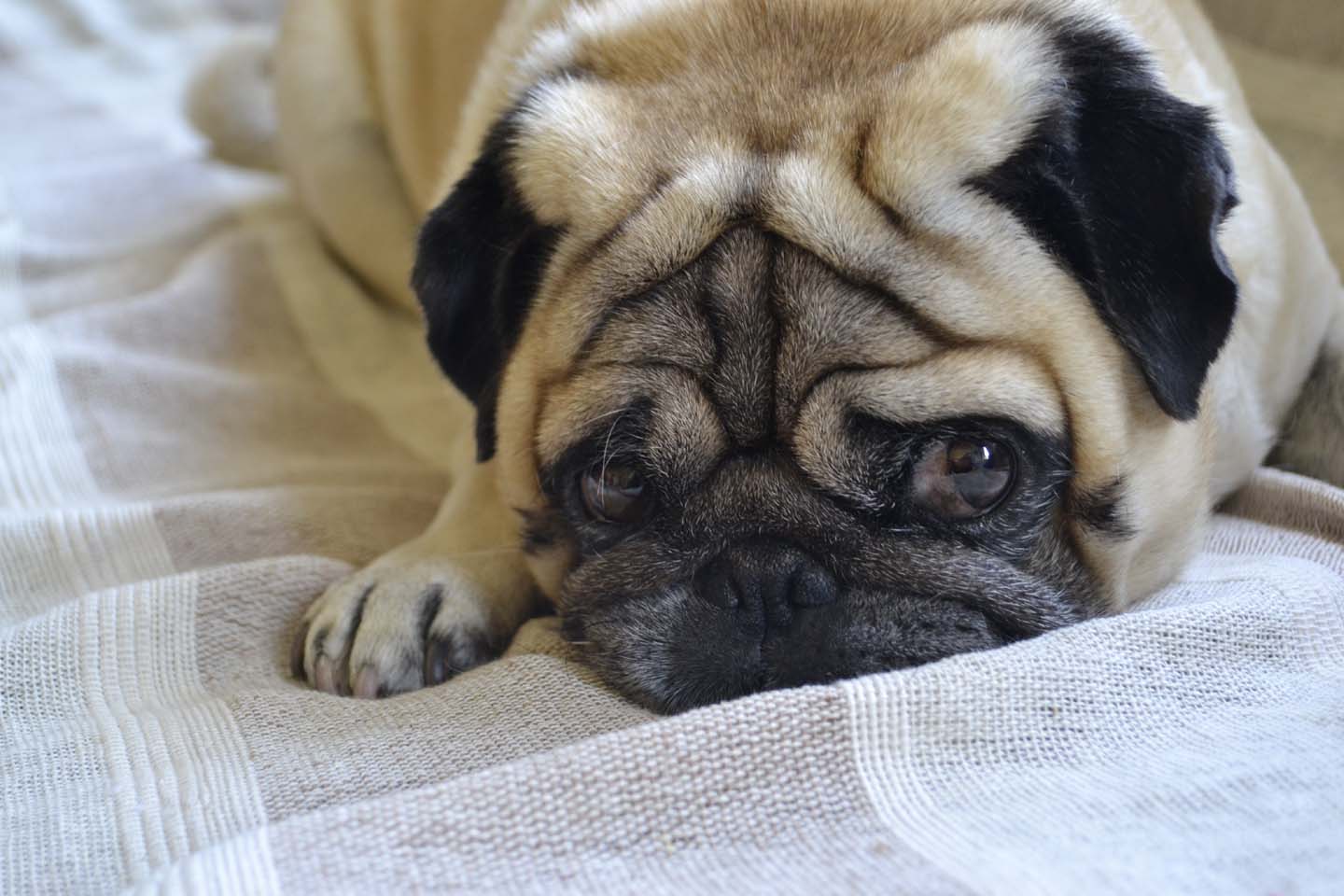 巴哥犬