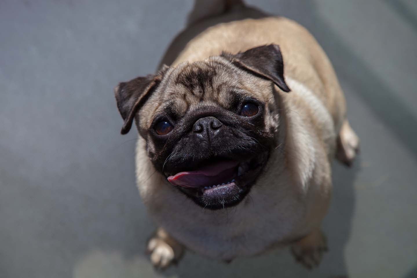巴哥犬—动物图片—美图美秀
