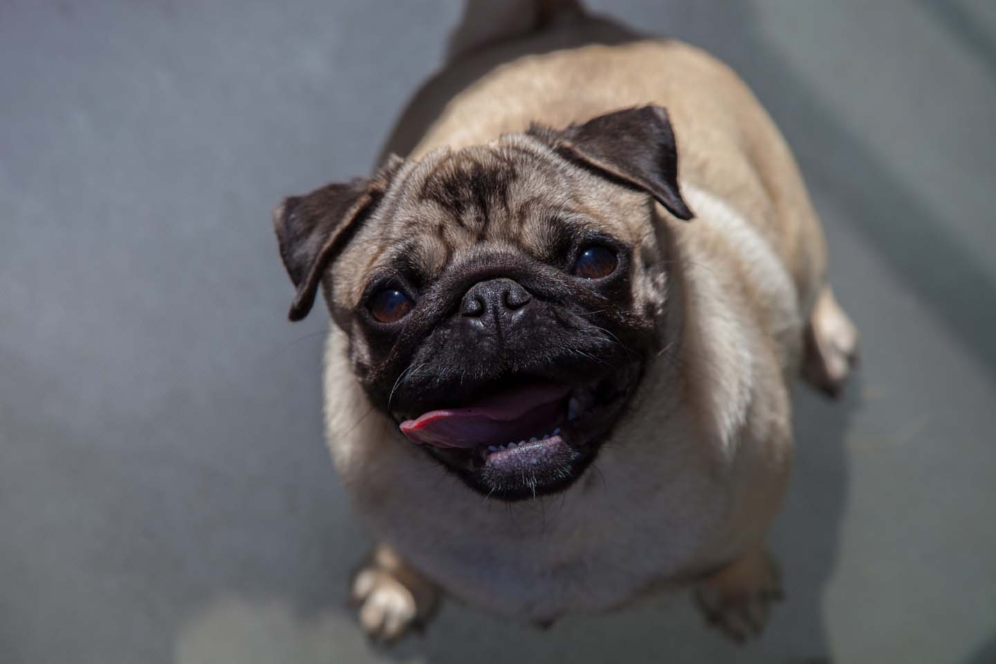 巴哥犬