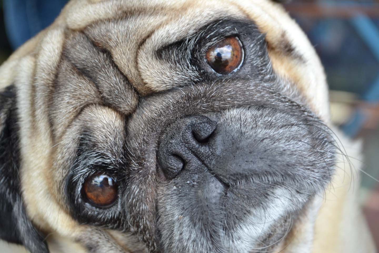 巴哥犬