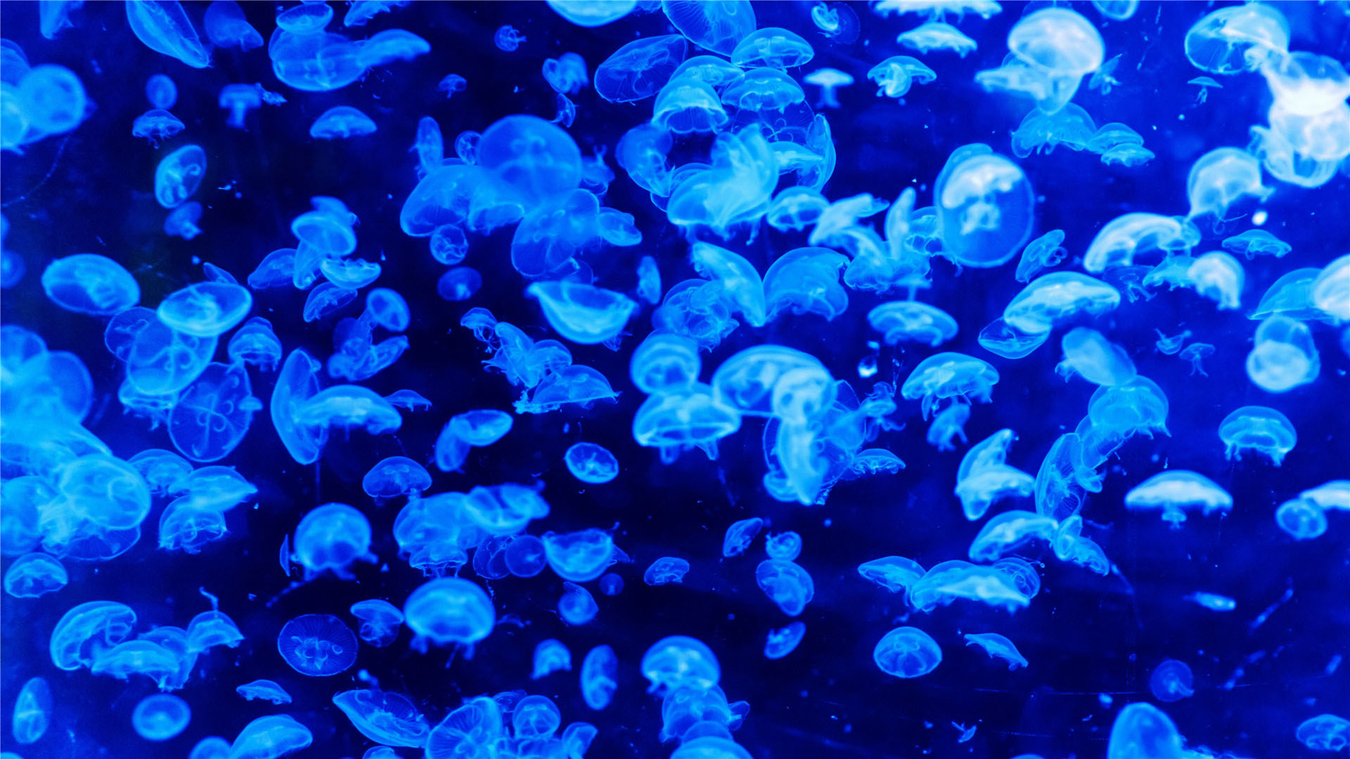 海洋水母