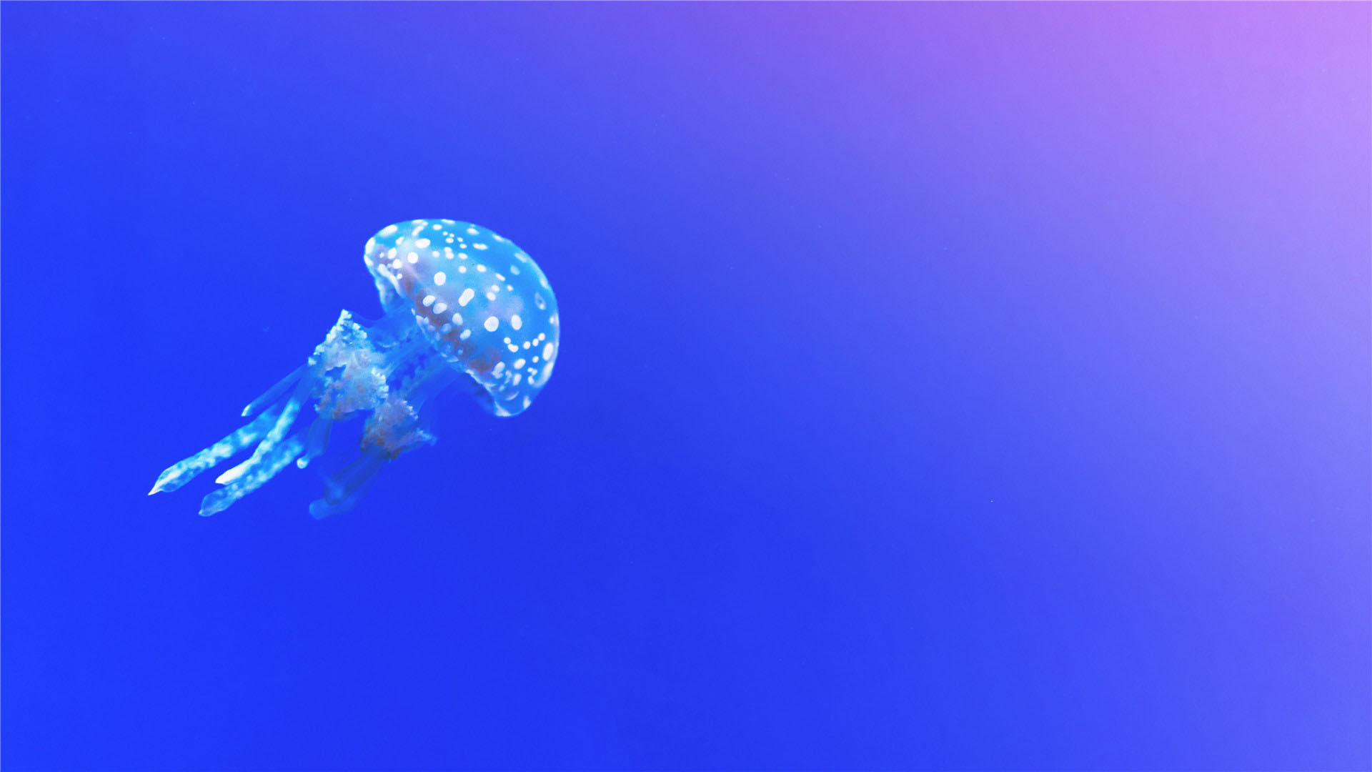 海洋水母